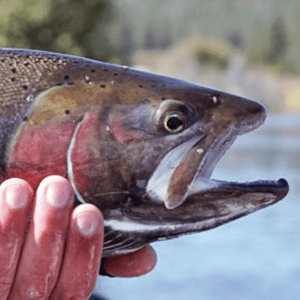 trophy-troutfitters-fly-fishing-oregon-1 8 Medium Native Klamath Redband Trout up close